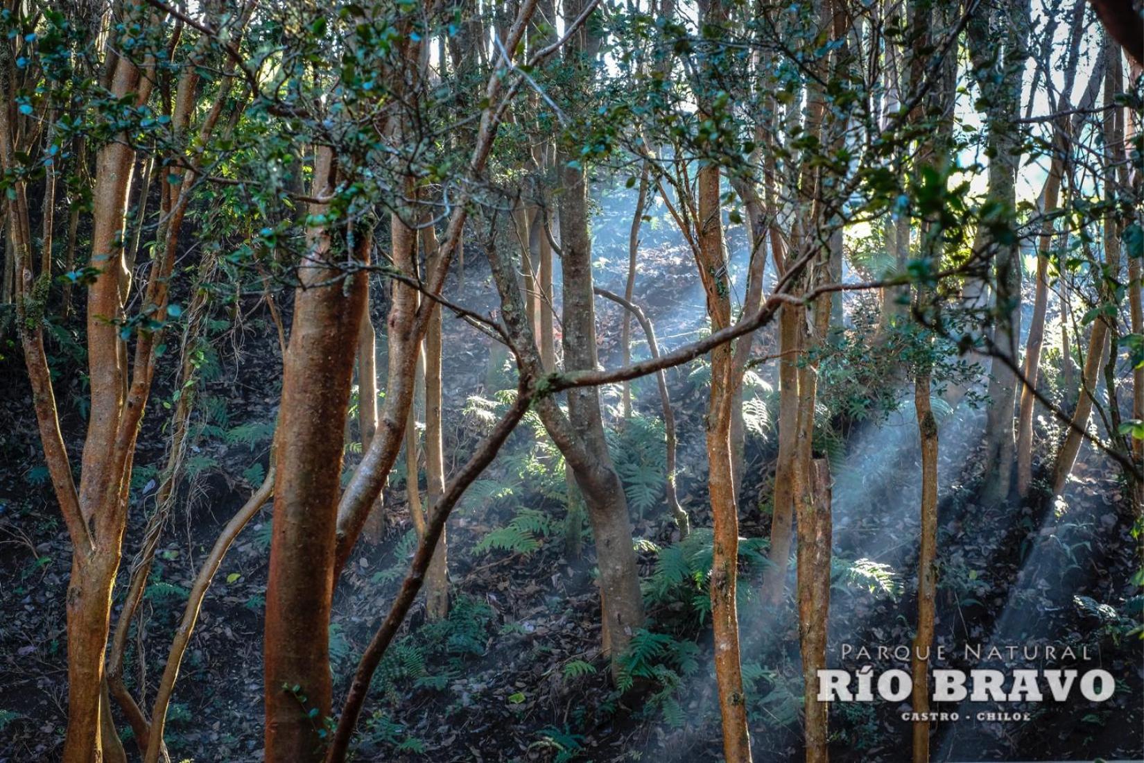 Parque Natural Rio Bravo Lodge 카스트로 객실 사진